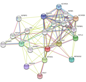 Myostatin gdf-8