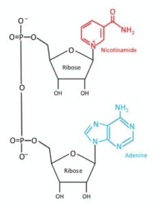 NAD+ structure