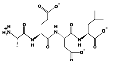 bronchogen structure